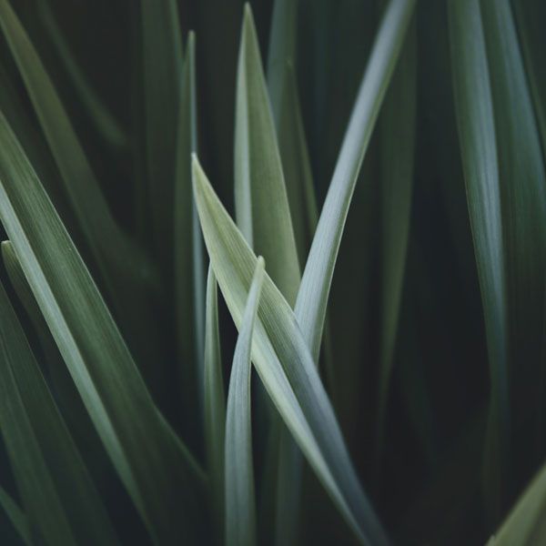Grasses and Flaxes