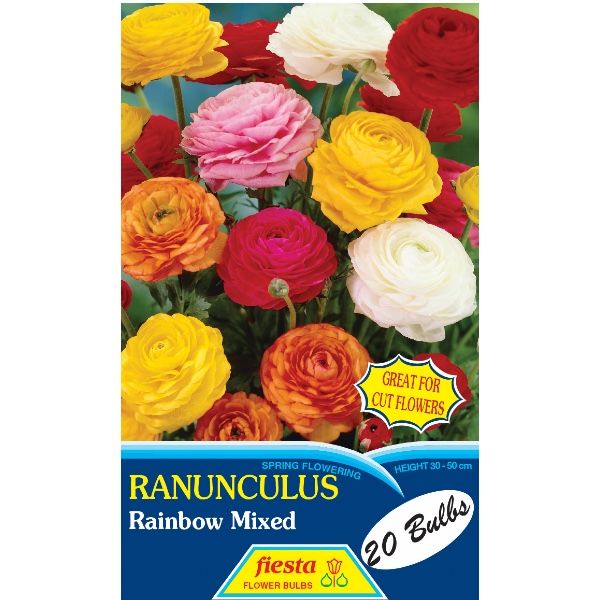 Ranunculus Rainbow Mixed